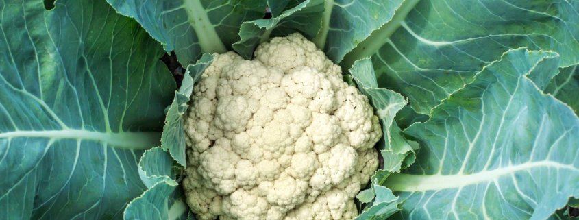The Mighty Cauliflower Is Not Just Hype