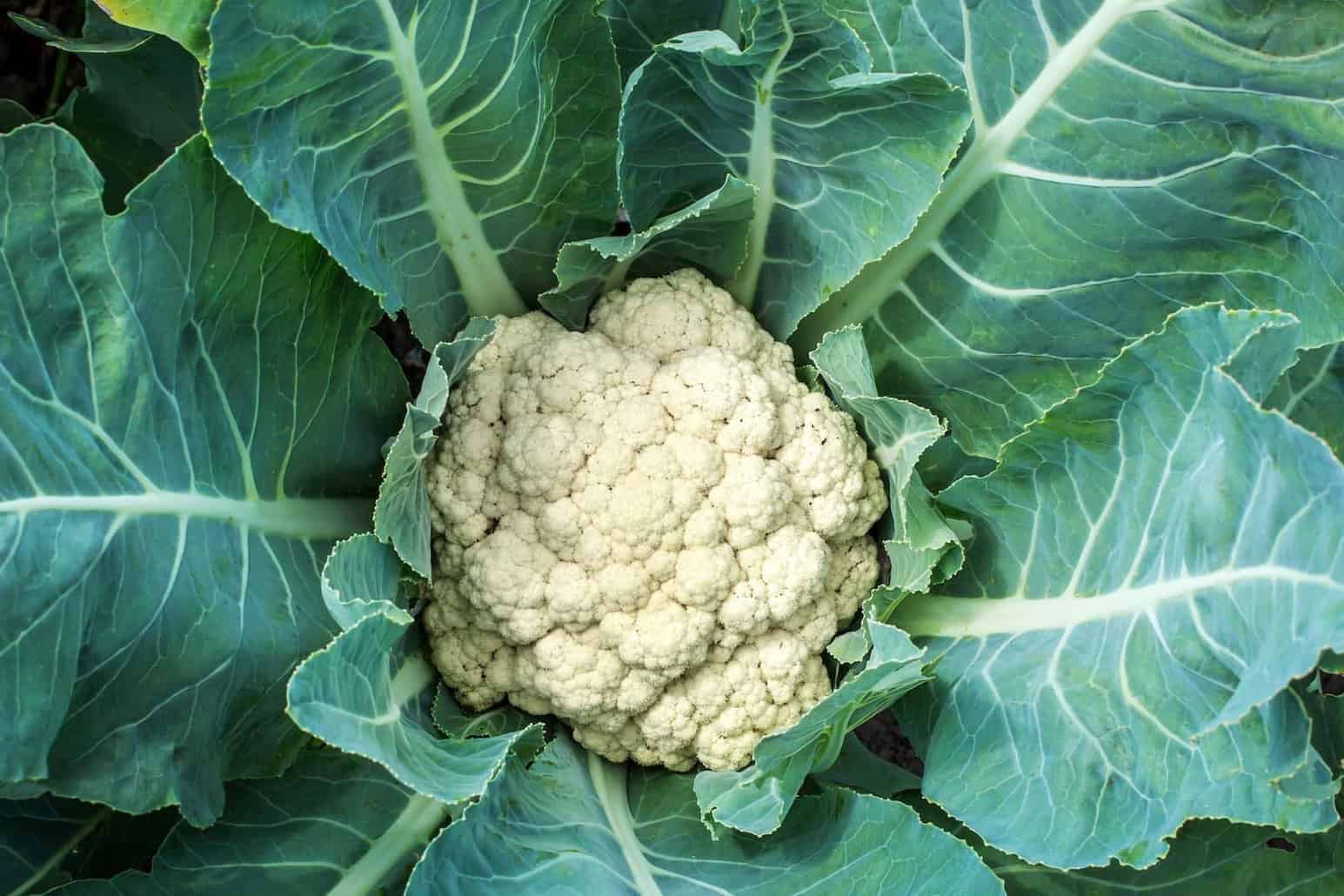 cauliflower-closeup-outdoor-V3FJCBG-min The Mighty Cauliflower Is Not Just Hype