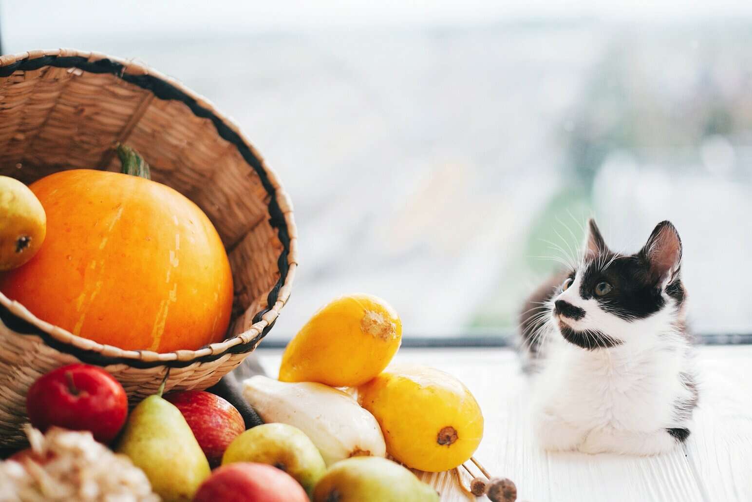 Cat looking at fruits and vegetables, used in NutriFusion plant-based pet nutrition.