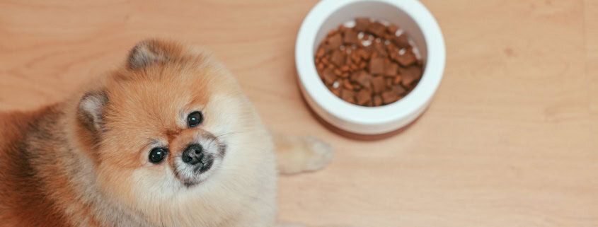 This photo features a pomeranian dog sitting next to its food bowl.