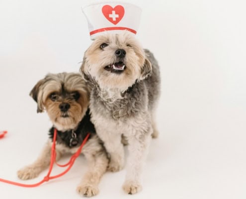 This photo features two dogs side by side with one wearing a fake stethoscope
