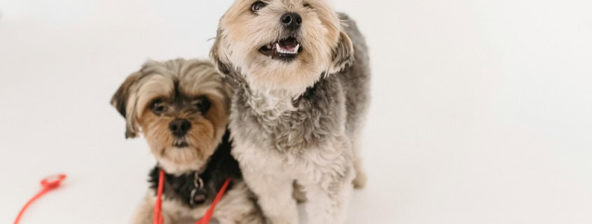 This photo features two dogs side by side with one wearing a fake stethoscope