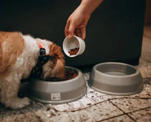 The image shows someone feeding a dog with kibbles that possibly contain ingredients with canine superfoods