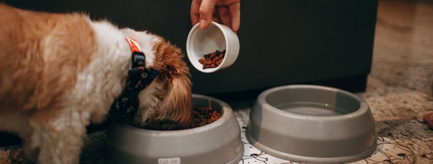 The image shows someone feeding a dog with kibbles that possibly contain ingredients with canine superfoods